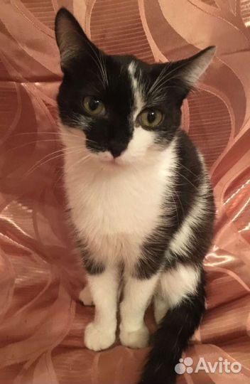Отдам красивого черно белого котика