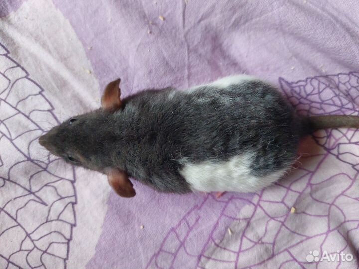 Крысы. Дамбо, Дабл-Рекс, Рекс, Сфинкс