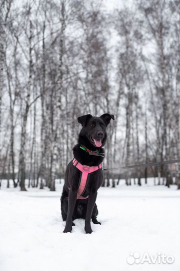Собака Вуди в поисках дома