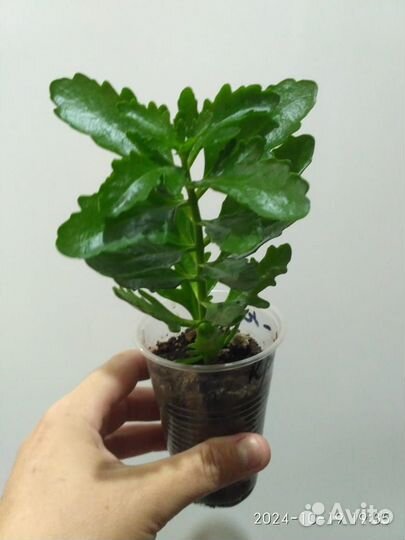 Каланхое цветущее