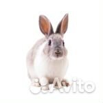 Детчино Кролики пзк-91,35кг/м