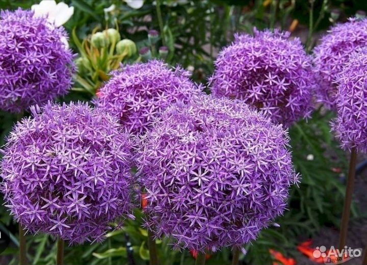 Декоративный лук