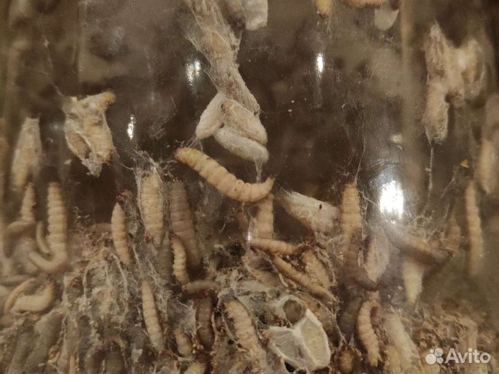 Зофобас, мучник, огневка, львинка (живой корм)