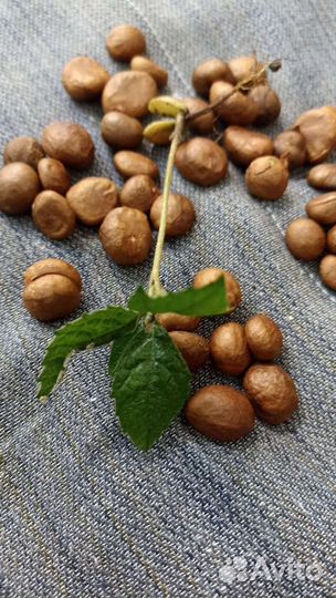 Мушмула, Годжи