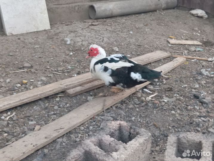 Мускусные утки