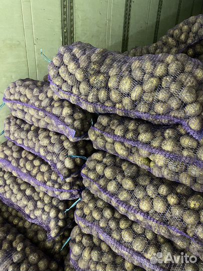 Картофель оптом от производителя