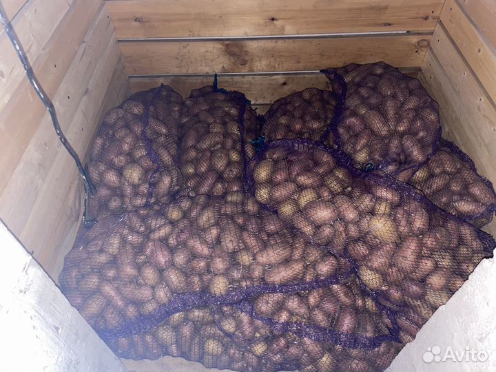 Картофель