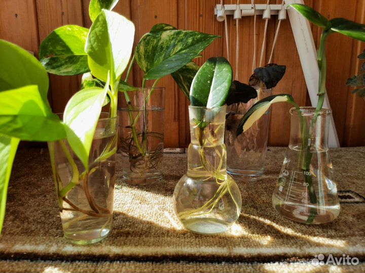 Черенки растений