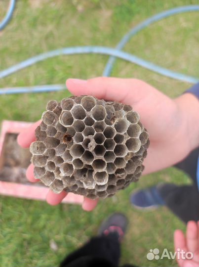 Осити-гнездище