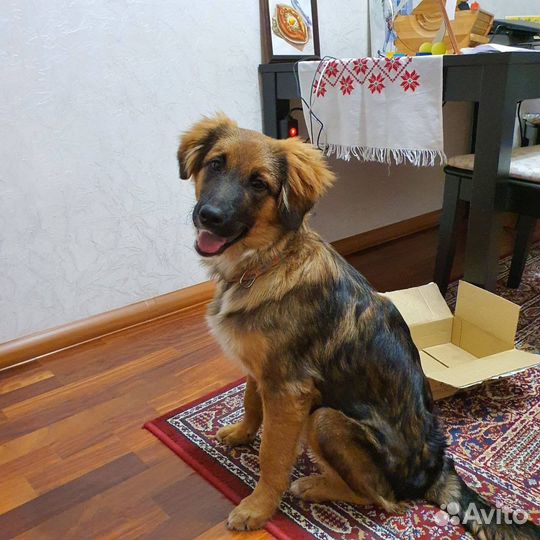 Щенок в добрые руки