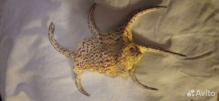 Крупная морская раковина