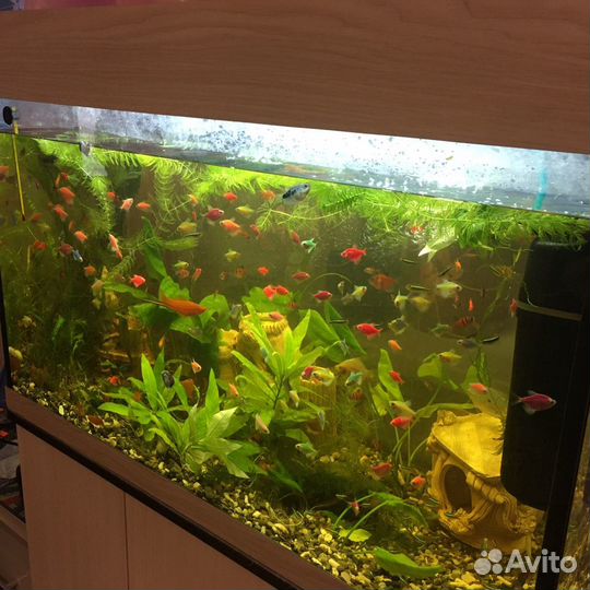Аквариумные Рыбки