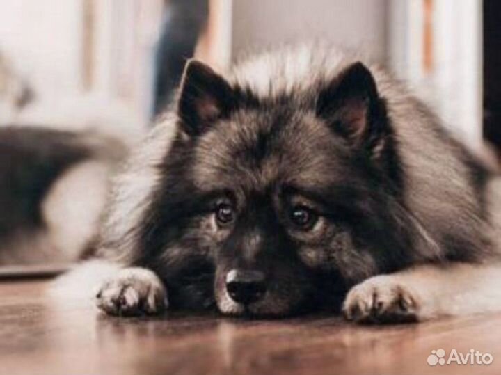 Собака для фотосессии