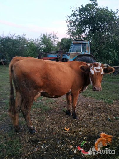 Первотелка