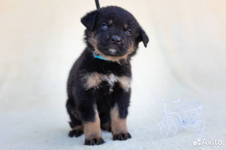 Малыши ищут дом