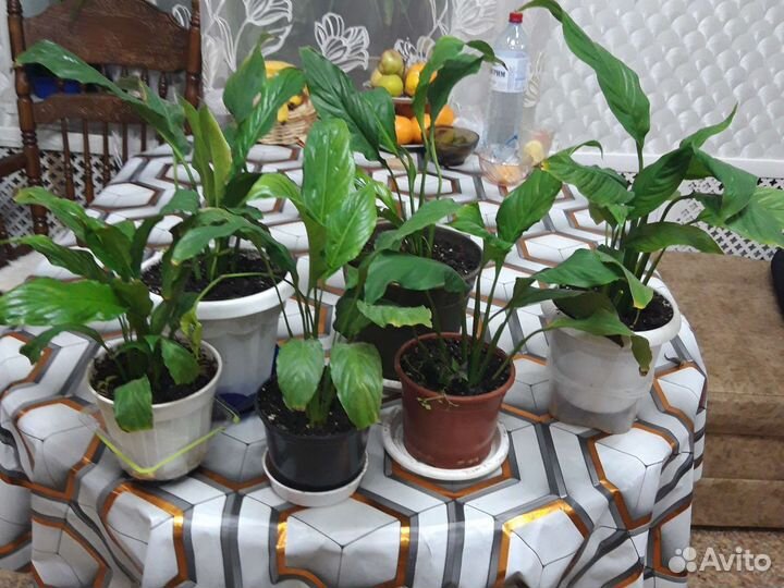 Спатифиллум