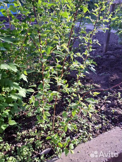 Саженцы черной смородины, вишни, ирги