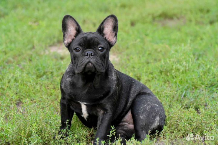 Французский бульдог