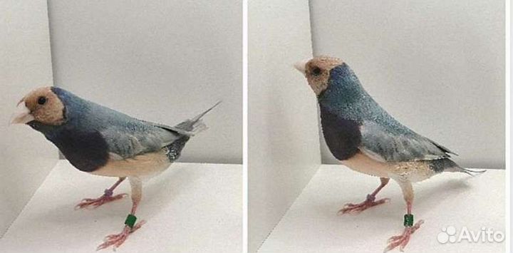 Амадины гульда