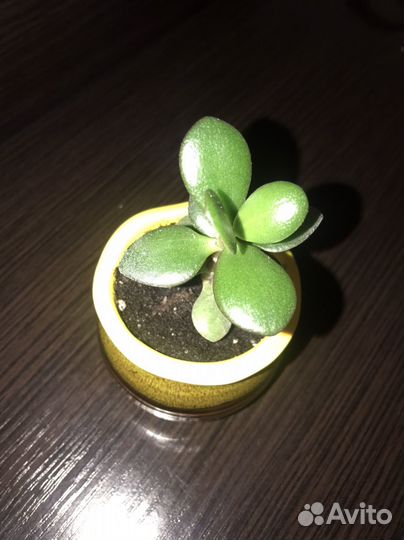 Денежное дерево (толстянка)