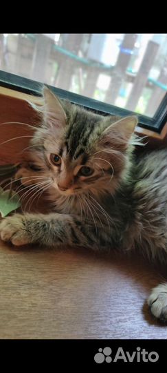 Котята сибирской кошки