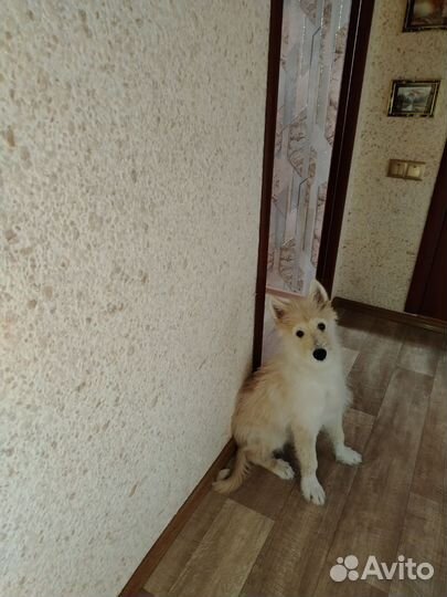Помесь лайки