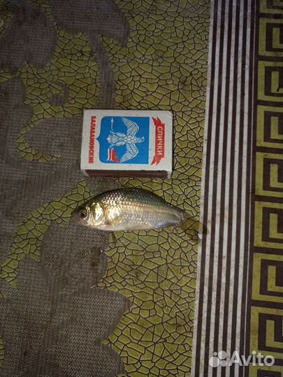 Живец карась