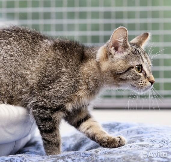 Принцесса Ёжа (5 месяцев) ищет дом