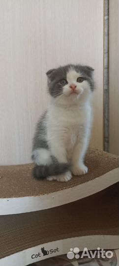 Отдам в добрые руки