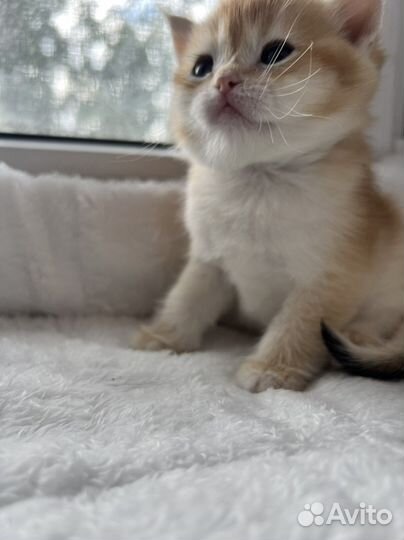 Золотая шиншилла ny12