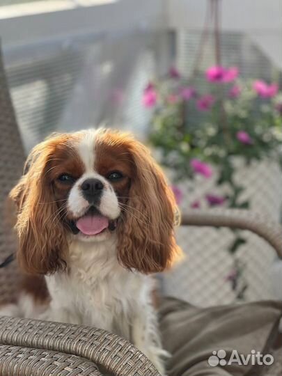 Вязка Кавалер Кинг чарльз спаниель