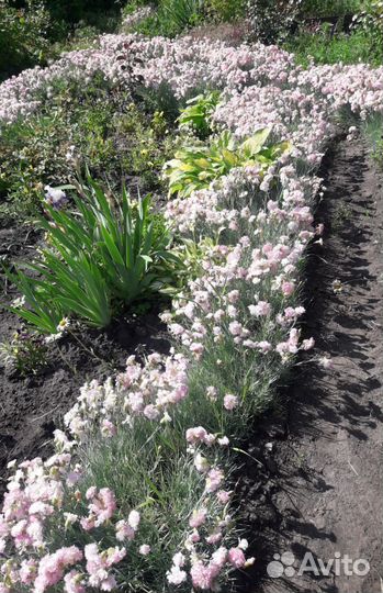 Гвоздика Перестая