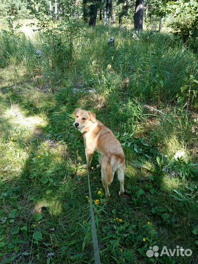 Передержка животных на время отпуска