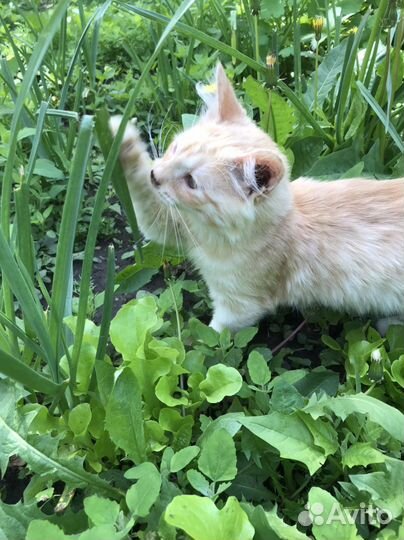 Кошка в дар