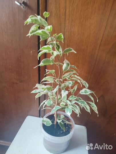 Фикус бенджамина