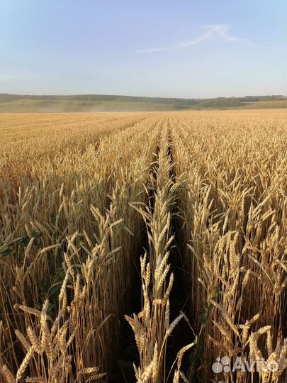 Продаю семена яровой пшеницы (KWS)