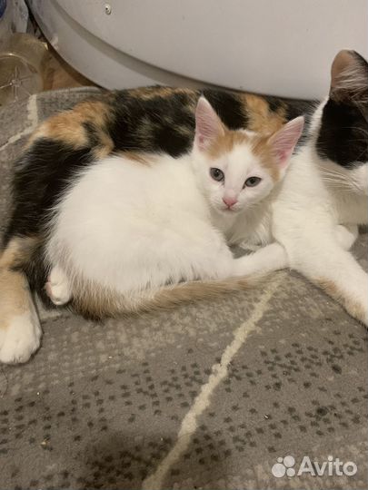 Кошка в дар