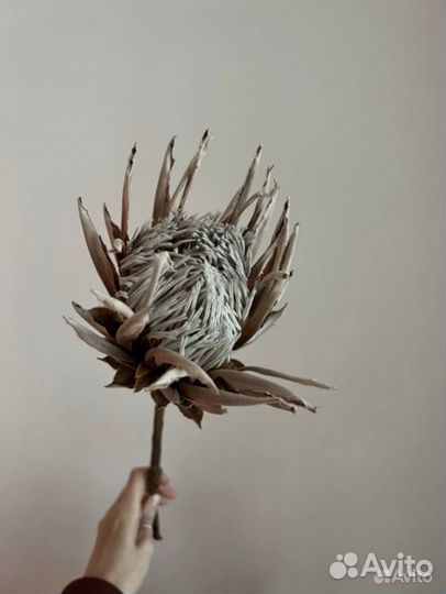 Протея сухоцвет Африканская роза