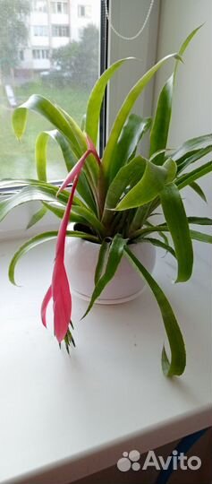 Бильбергия