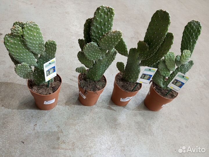 Опунция Консолея 30-40см кактус