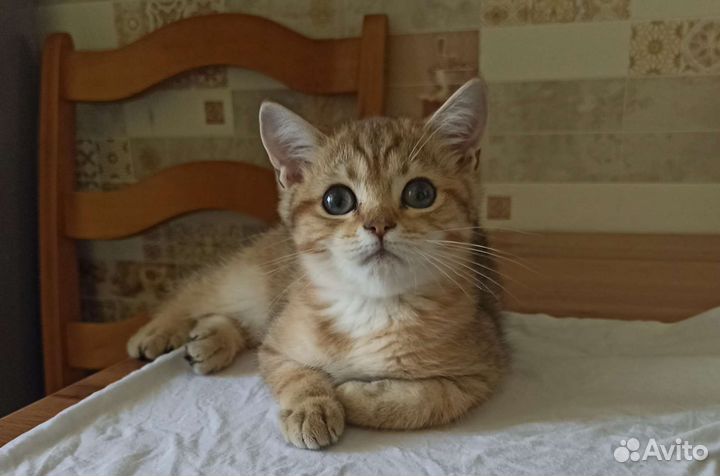 Британские золотые тигрята