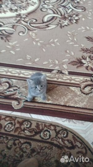 Котята в добрые руки бесплатно