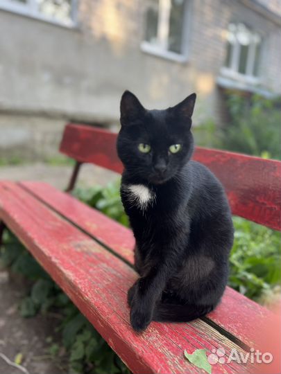 Кошка