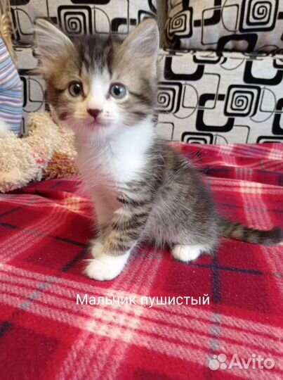 Котята лесного окраса бесплатно