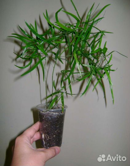 Аспарагусы, адиантум