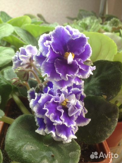 Сортовые фиалки