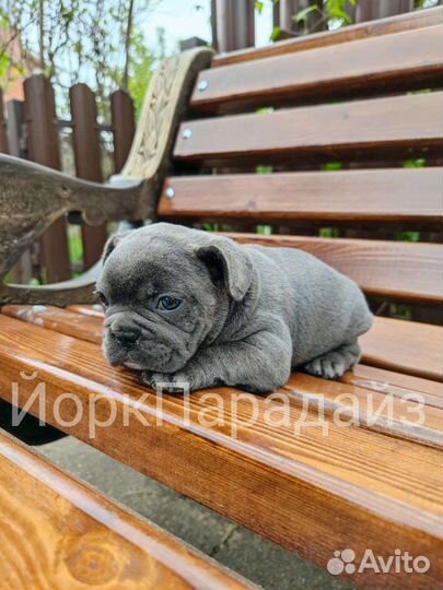 Голубой бульдог