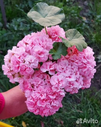 Passat - пеларгония вегетативная