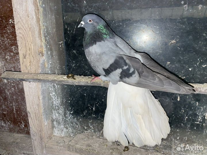 Николаевские голуби