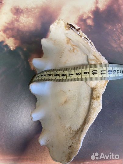 Морские ракушки раковины австралия